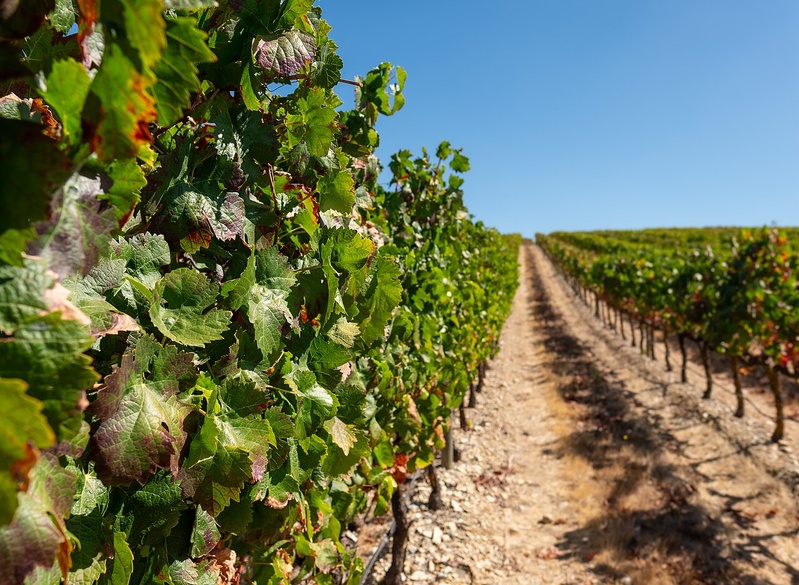 Castles and Wine - 8 days