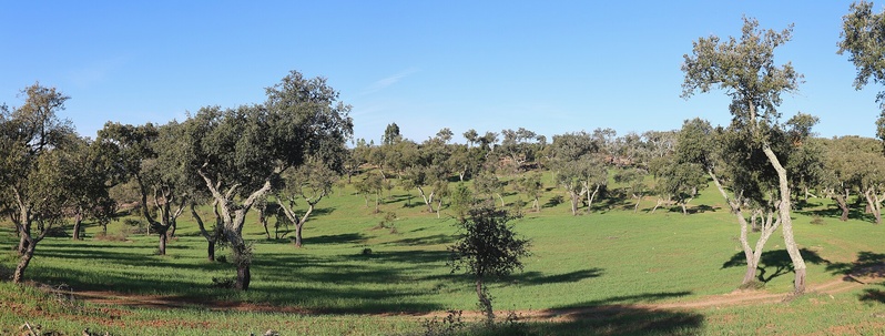 Wine and Cork - guided day tour